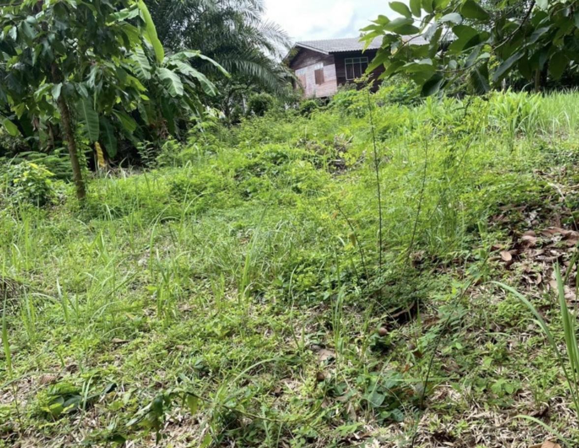 Land 200 sq.wa on a public road, 3 minutes to Mae Ramphueng Beach, Taphong photo 4